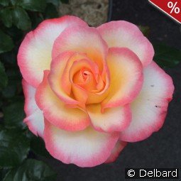 Rose de Lourdes