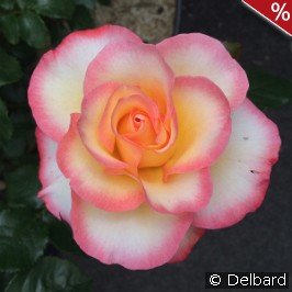 Rose de Lourdes