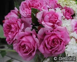 Rose de Pompadour kaufen, click for more details Rose de Pompadour