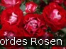 Buy Rose der Einheit