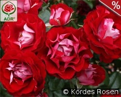 Rose der Einheit kaufen, click for more details Rose der Einheit