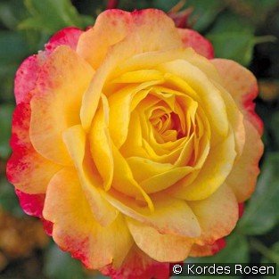 Rose der Hoffnung
