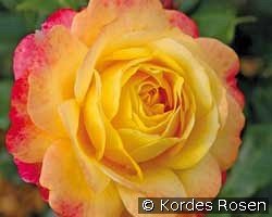 Rose der Hoffnung