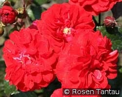 Rose von Oldenburg kaufen, click for more details Rose von Oldenburg