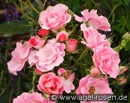 Roselina kaufen, click for more details Roselina