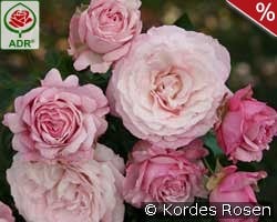 Rosenfaszination kaufen, click for more details Rosenfaszination