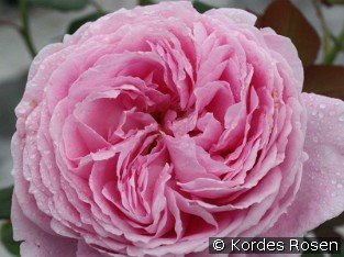 Rosengräfin Marie Henriette