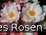 Roseromantic