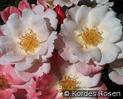 Roseromantic kaufen, click for more details Roseromantic