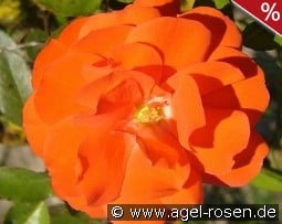 Rosi Mittermaier kaufen, click for more details Rosi Mittermaier