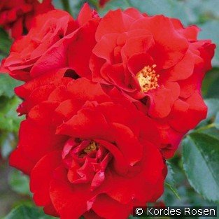 Roter Drache