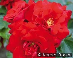 Roter Drache kaufen, click for more details Roter Drache