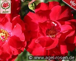 Rotilia kaufen, click for more details Rotilia