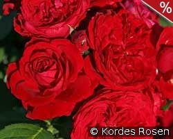 Rotkäppchen kaufen, click for more details Rotkäppchen