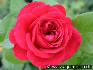 Rouge Meilove