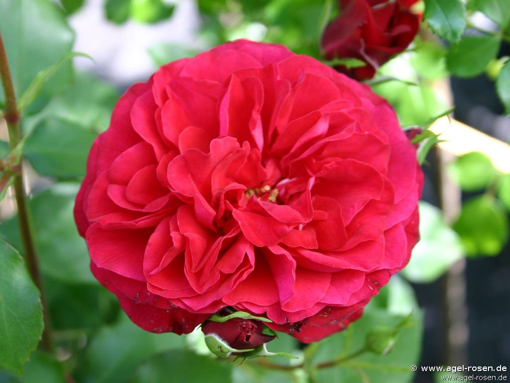 Buy Rouge Meilove ® – Floribunda Rose – AGEL ROSEN