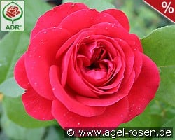 Rouge Meilove kaufen, click for more details Rouge Meilove