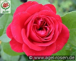 Rouge Meilove kaufen, click for more details Rouge Meilove
