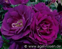 Royal Celebration kaufen, click for more details Royal Celebration