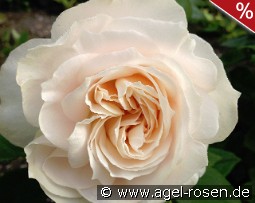 Royal Diva - Plant'n'Relax