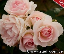 Royal Estelle