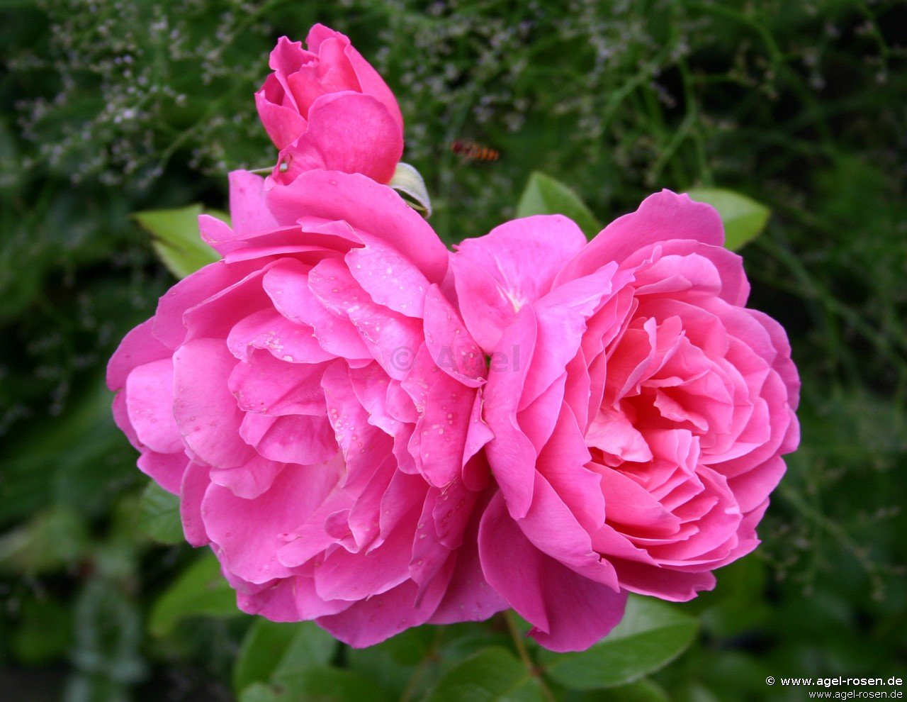Buy Saint Exupéry ® Floribunda Rose Agel Rosen