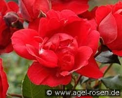 Saint-Vincent  kaufen, click for more details Saint-Vincent