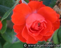 Salita Flower Circus kaufen, click for more details Salita Flower Circus