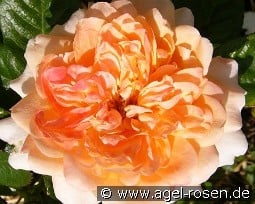 Samaritan syn. King Arthur kaufen, click for more details Samaritan syn. King Arthur