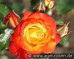 Samba 1964 kaufen, click for more details Samba 1964