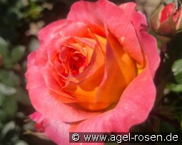 Samba 2022 kaufen, click for more details Samba 2022