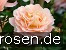 Sangerhäuser Jubiläumsrose