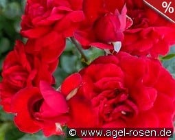 Scarlet Bonica kaufen, click for more details Scarlet Bonica