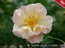 Scented Whisper