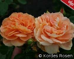 Schöne vom See kaufen, click for more details Schöne vom See