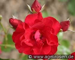 Schweizer Gruß kaufen, click for more details Schweizer Gruß