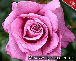 Shocking Blue kaufen, click for more details Shocking Blue