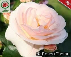 Sirius kaufen, click for more details Sirius