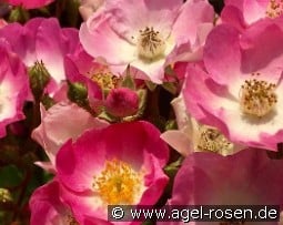 Sirona syn. Green Connection Sweet 16 kaufen, click for more details Sirona syn. Green Connection Sweet 16