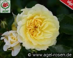 Solero kaufen, click for more details Solero