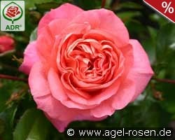 Sommersonne kaufen, click for more details Sommersonne