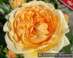 Spotlight kaufen, click for more details Spotlight