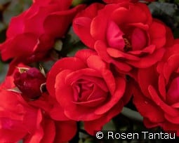 Stadt Eltville kaufen, click for more details Stadt Eltville