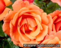 Steinfurther Abendsonne kaufen, click for more details Steinfurther Abendsonne