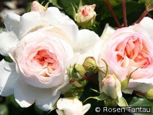 Stephanie Baronin zu Guttenberg