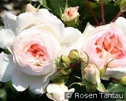 Stephanie Baronin zu Guttenberg kaufen, click for more details Stephanie Baronin zu Guttenberg