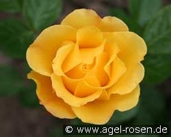 Stuttgardia kaufen, click for more details Stuttgardia