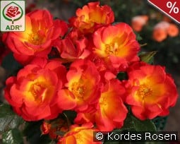 Summer of Love kaufen, click for more details Summer of Love