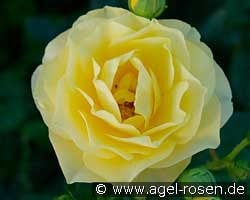 Sunbeam Flower Circus kaufen, click for more details Sunbeam Flower Circus