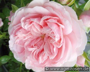 Sunblaze syn. Rose Meilove